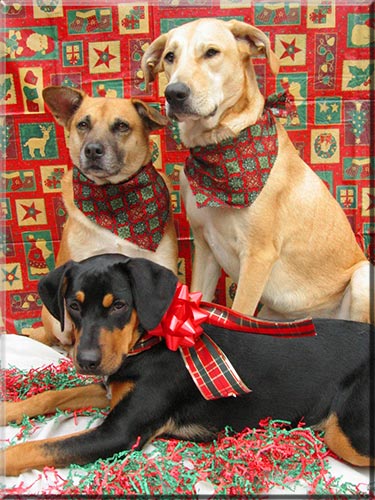 Merry Christmas from<BR> Simba, Nala, & Kiara