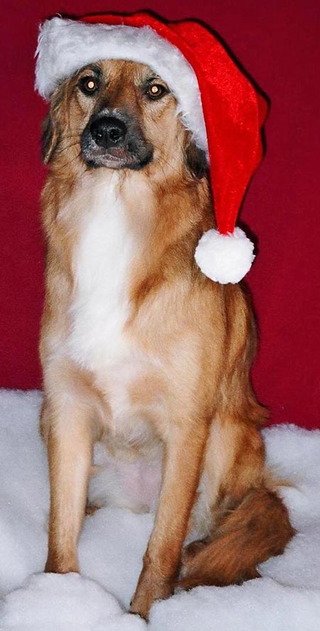 Merry Christmas from Tango