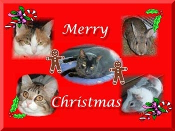 Merry Christmas from Maya & Inka's Mommy