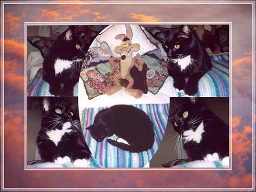 Merry Christmas from Kohala, Dadcat, & Grasshopper Spiritcat