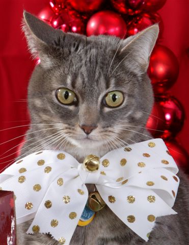 Merry Christmas from Keiko