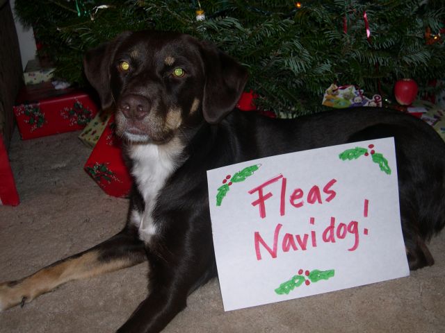 Merry Christmas from Leonora