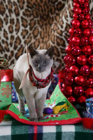Merry Christmas from Pearl