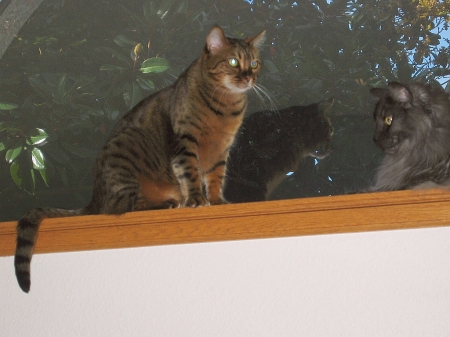 Zade and Ash