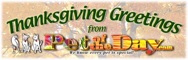 Greetings from Pet of the Day.com