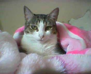 Name:  Princesa_linda.jpg
Views: 157
Size:  8.7 KB