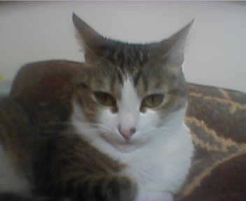 Name:  Foto_cedula.jpg
Views: 128
Size:  6.9 KB