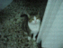 Click image for larger version. 

Name:	DSC01601.GIF 
Views:	88 
Size:	1.75 MB 
ID:	41179