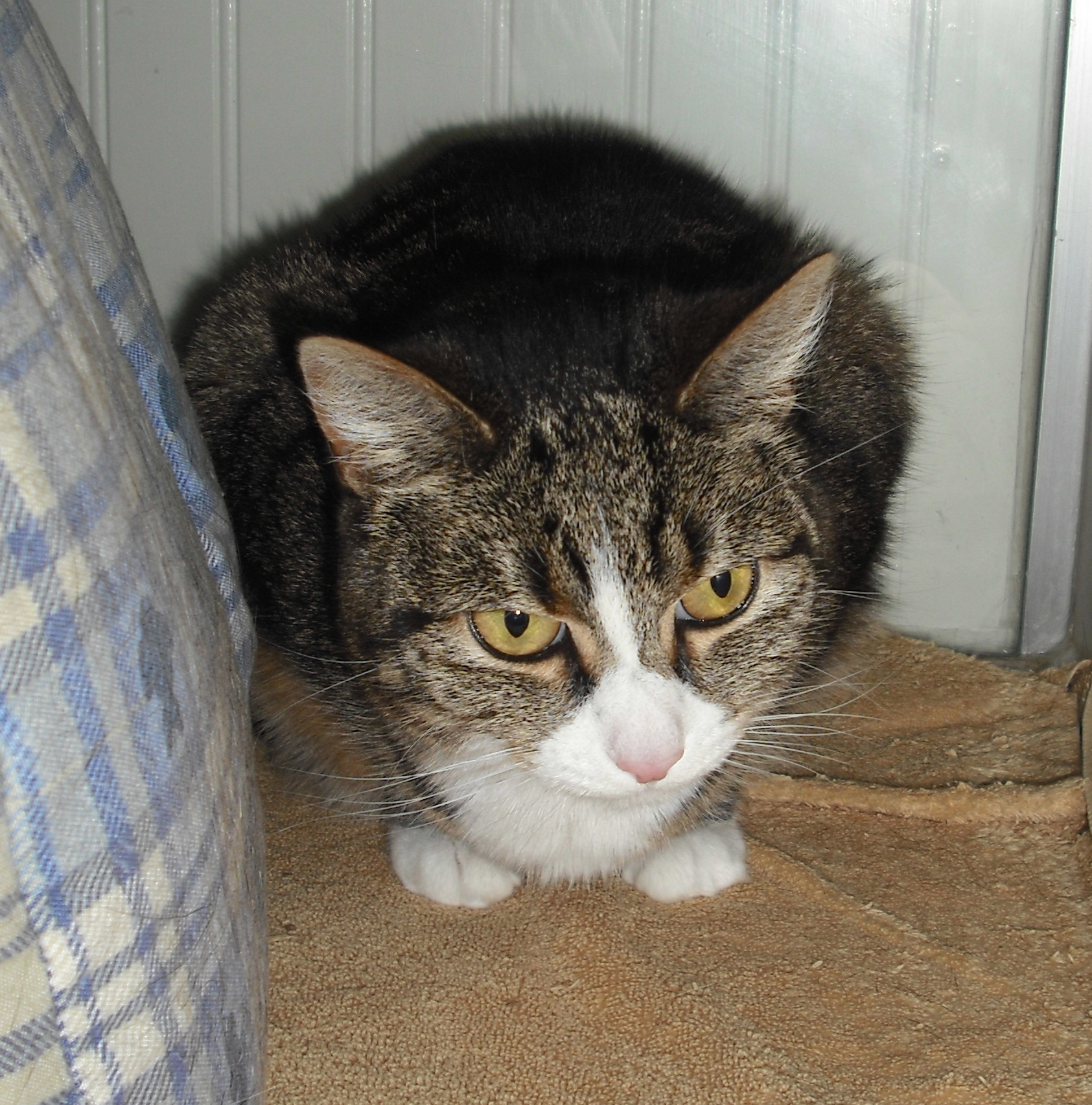 Name:  longbeadeclawed.jpg
Views: 832
Size:  968.9 KB