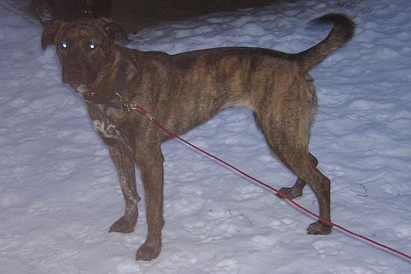 can a plott hound and a jonangi be friends