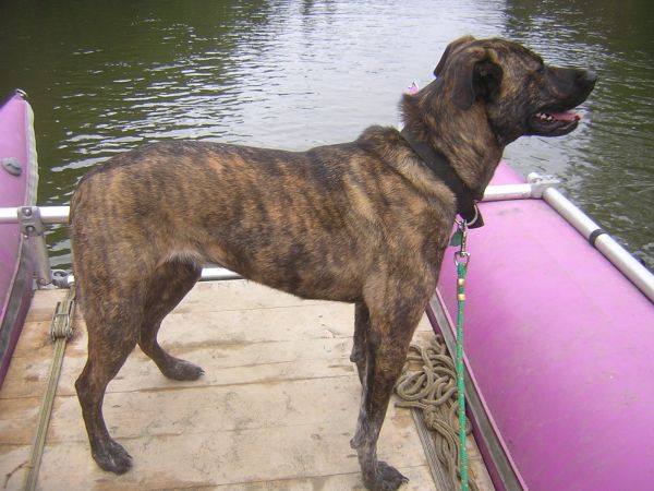 german shepherd plott hound mix