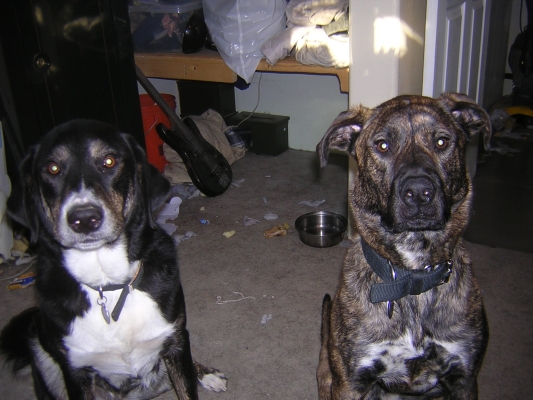 can a plott hound and a jonangi be friends