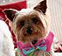 Click image for larger version. 

Name:	A Tink in Pink rs.jpg 
Views:	119 
Size:	47.1 KB 
ID:	43011