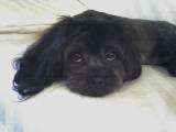 Name:  bubbagroomed.jpg
Views: 137
Size:  2.4 KB