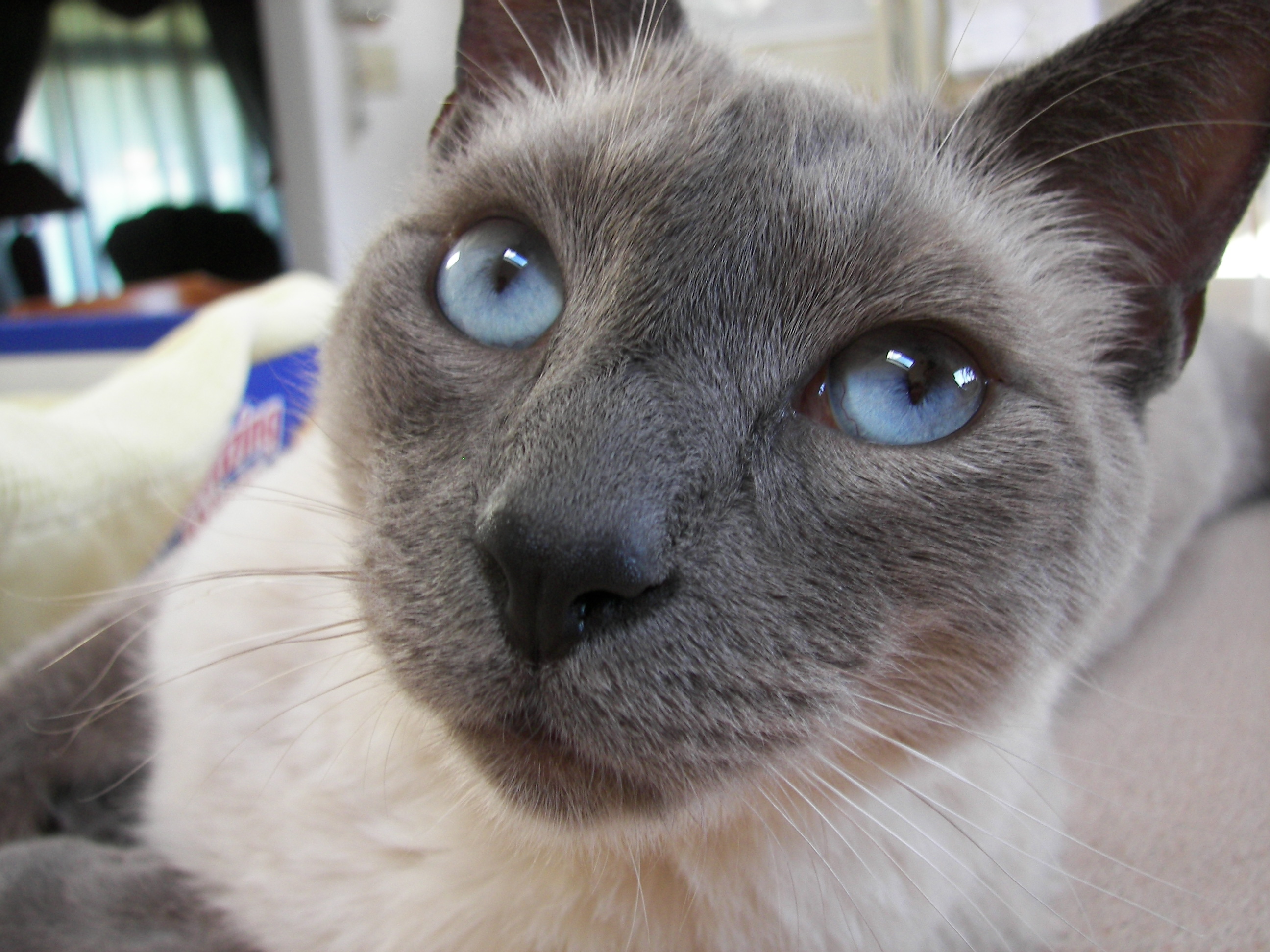 Name:  11-28-2007 Buddy close up.JPG
Views: 225
Size:  1.08 MB
