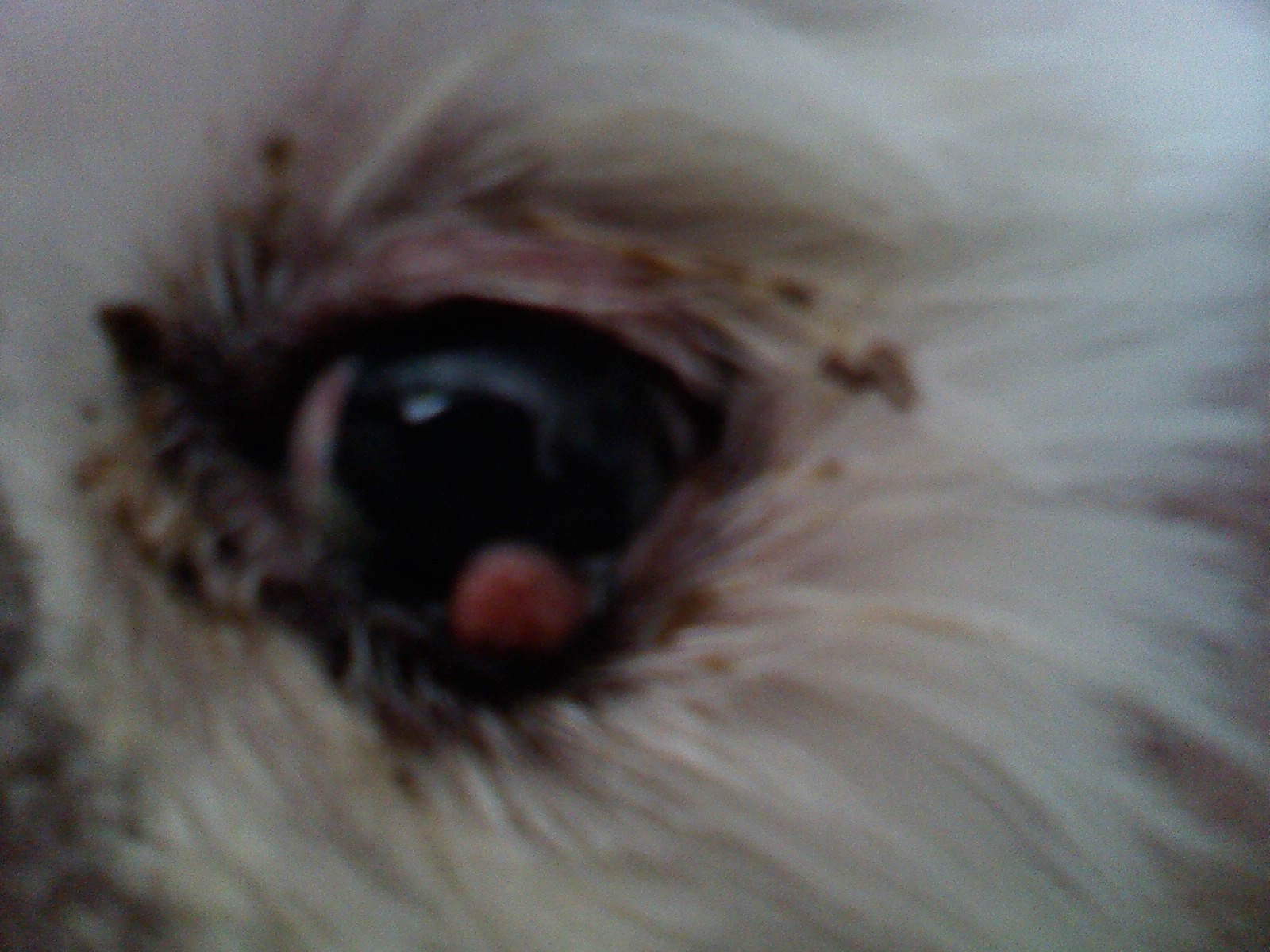 Name:  1120001140.jpg
Views: 198
Size:  340.4 KB