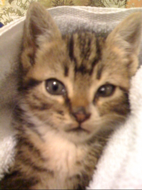 Name:  KITTEN 2.jpg
Views: 192
Size:  209.3 KB