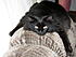 Click image for larger version. 

Name:	11-28-2007 abby on chair2.JPG 
Views:	124 
Size:	1.04 MB 
ID:	47998