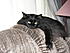 Click image for larger version. 

Name:	11-28-2007 abby on chair.JPG 
Views:	133 
Size:	992.8 KB 
ID:	47999