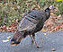Turkey lifting foot