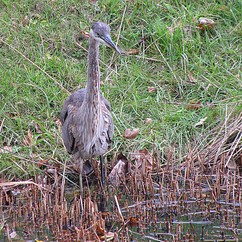 Blue Heron   facing front - just hanging out at a cache pond near a shopping center