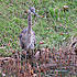 Blue Heron   facing front - just hanging out at a cache pond near a shopping center