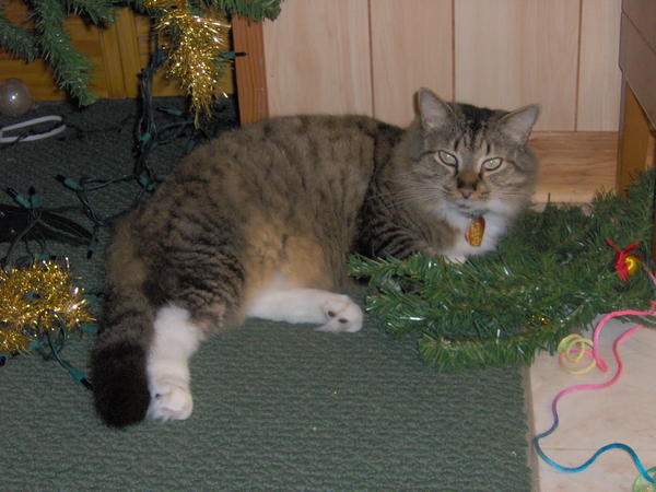 Sugar, The Sweetest, Most Handsome Fella in the World.