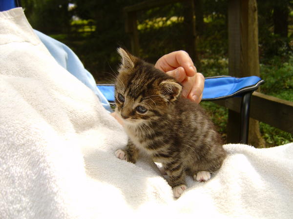Baby Annie(RB)