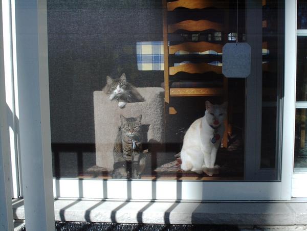 The Clan enjoying the sun