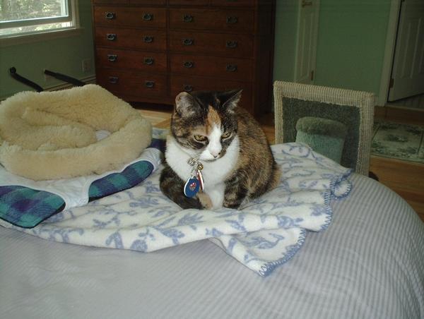 The Beloved, Miss BooBoo Kitty(RB)