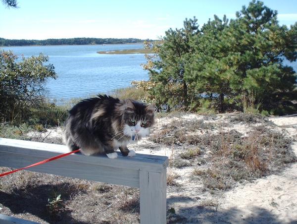 Norton on Cape Cod