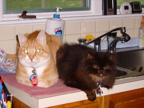 Ralph Syracuse(RB)and Raven(RB)