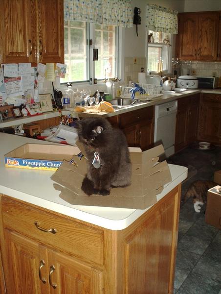 Raven(RB) in cake box