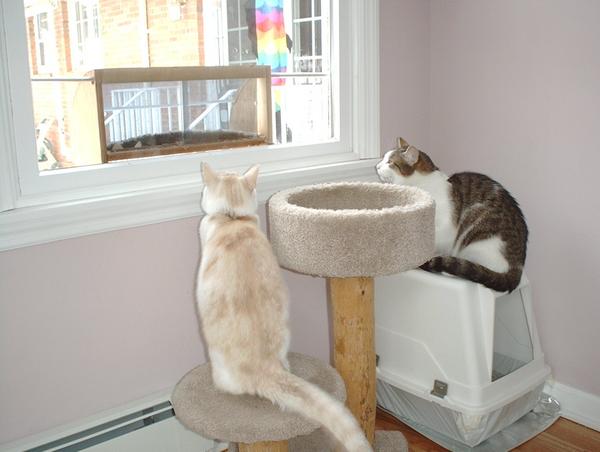 Nicholas(RB)and Riley bird watching