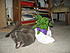 Cassie :love:s catnip!