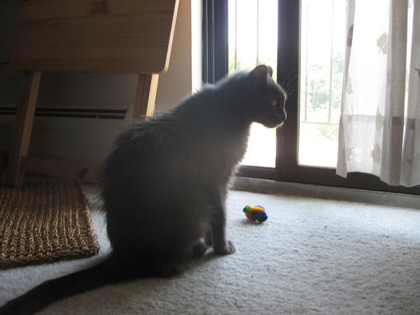 Here's my girl with the curlie Uncle Catmandu sent her!