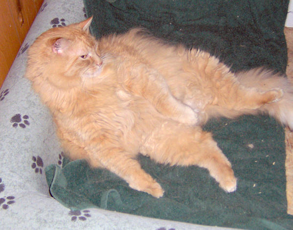 BART CILLI'N ON THE CAT COUCH