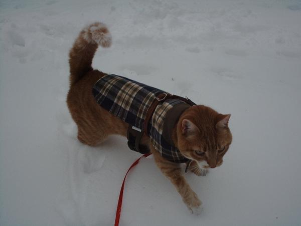 Ralph(RB)