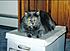 silver's pics 017