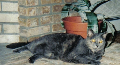 silver's pics 021