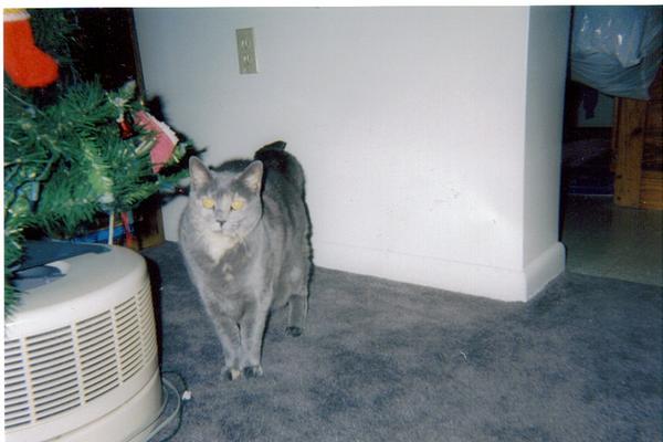silver's pics 033