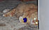 BART 1208 TRY TO TAKE MY BALL, EYES ARE SET TOO KILL