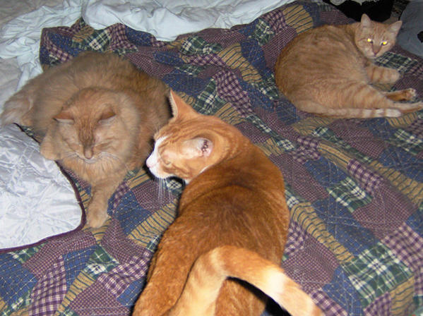 BART MITS PEAK BED PATROL