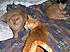 BART MITS PEAK BED PATROL
