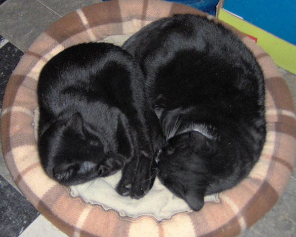 LUCKY & LB 1208 SNOOZING