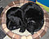 LUCKY & LB 1208 SNOOZING