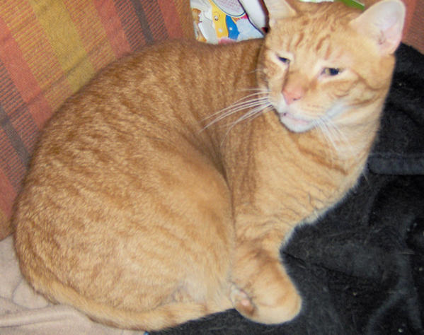PEAK 1208a ON MOMS CHAIR
Mommies boy