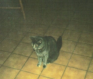 shannons movies 027