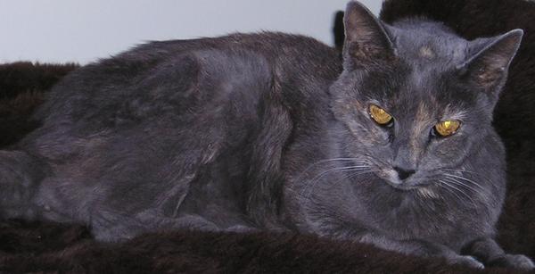 This was my babygirl just an hour before her passing.... Dec 28, 2006