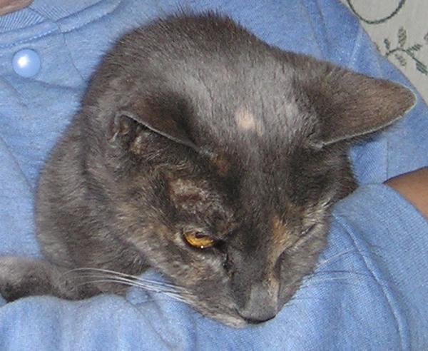 My precious babygirl so fragile an hour before being peacefully put to sleep 3pm Dec 28, 2006
